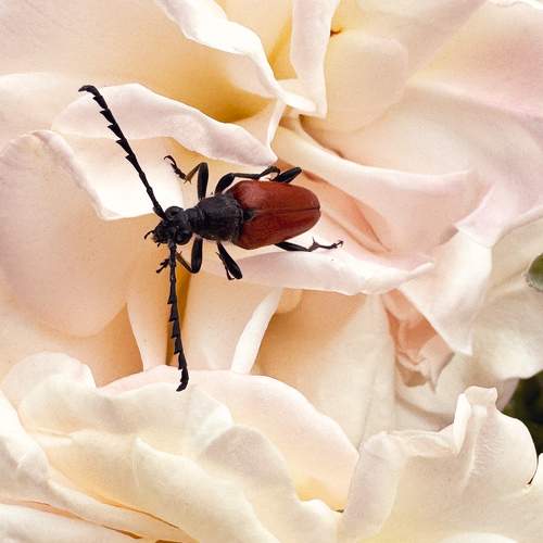 Photo #10908250