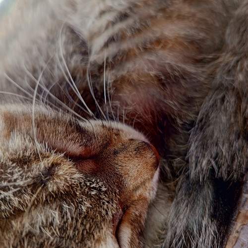 Photo #10909078