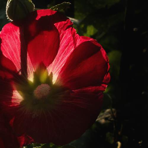 Photo #10909392
