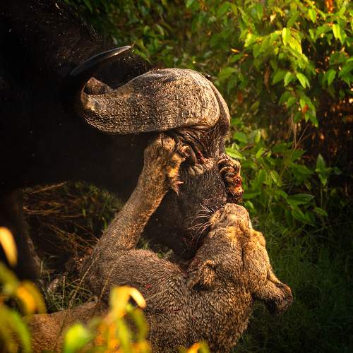 Photo #10909739