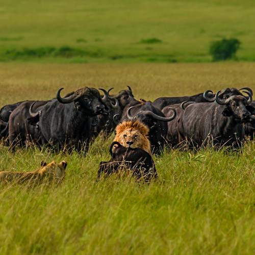 Photo #10909744