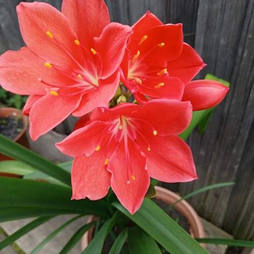 Photo #10909786