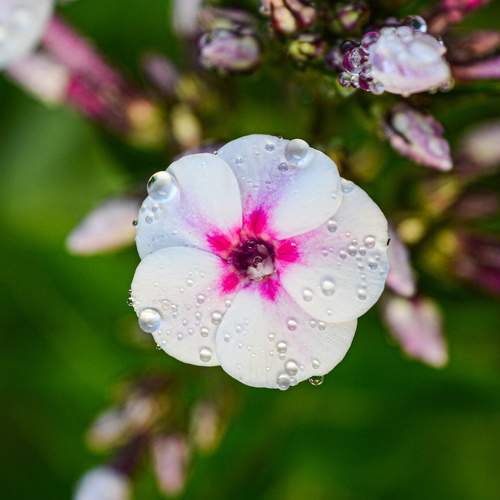 Photo #10910012