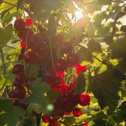 Photo #10910072