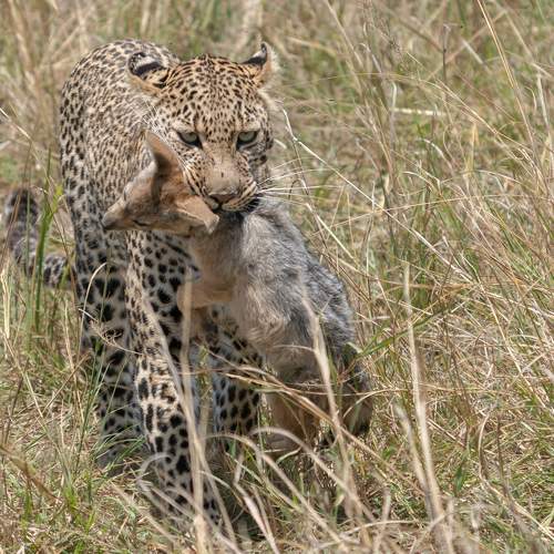 Photo #10910083