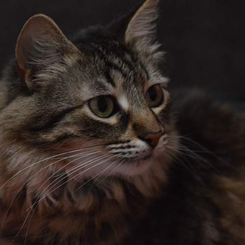Olisa the cat