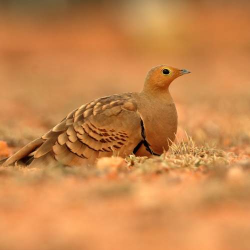 Photo #10910838