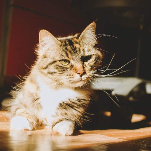 Photo #10911299
