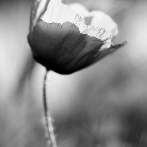 Poppy