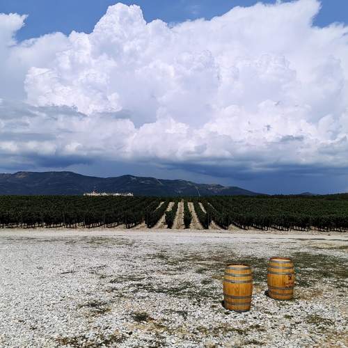 Photo #10911802