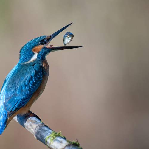 Photo #10912069