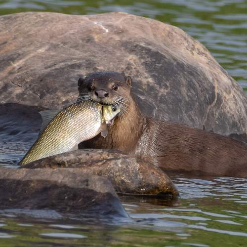 Фотография #10912371