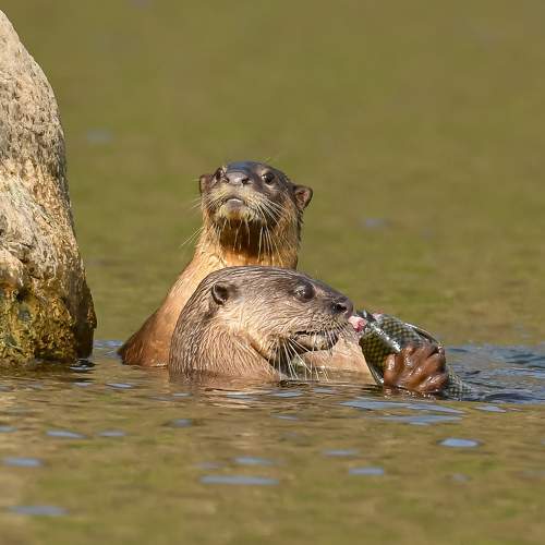 Фотография #10912372