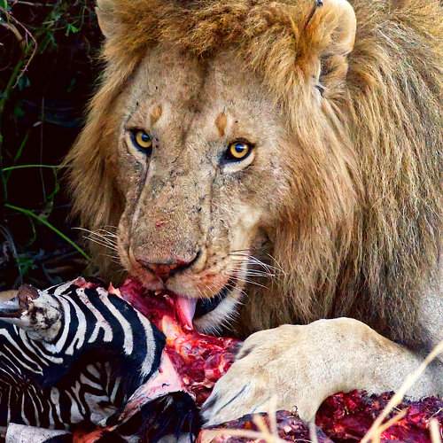 Photo #10912657