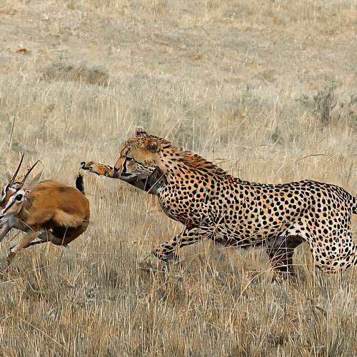 Photo #10912663