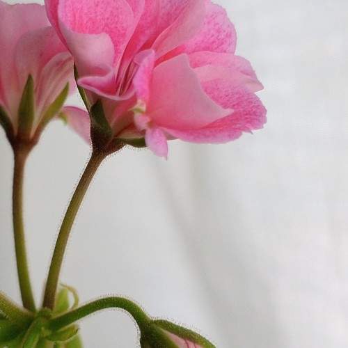 Photo #10912995