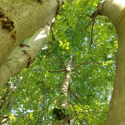 Forest - Trees