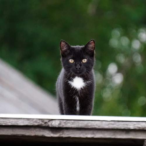 Фотография #10913643