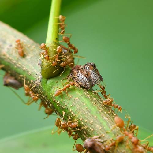 Unity of Red Ants