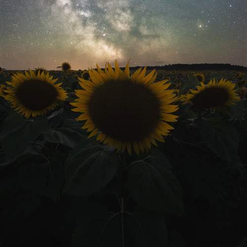 Ночь августа