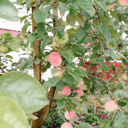 Photo #10914933