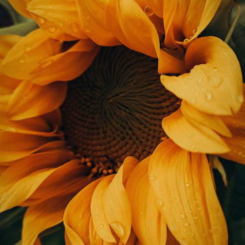 Photo #10915526