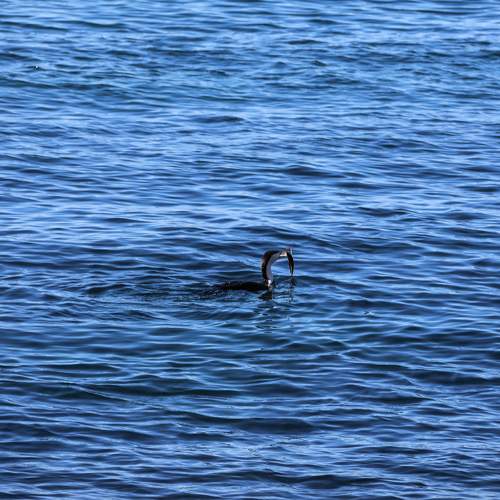 Photo #10916115