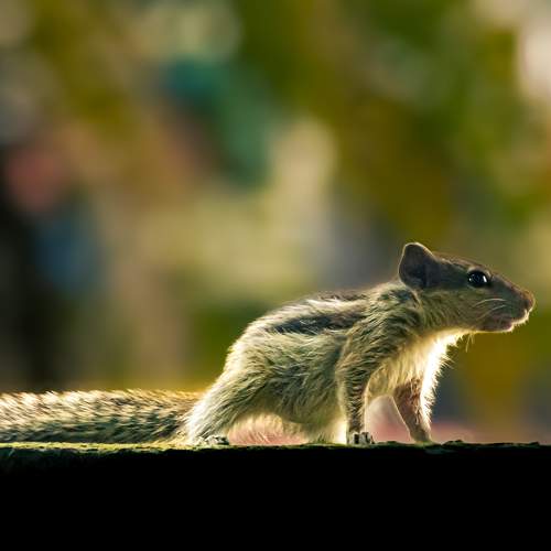 Photo #10916640