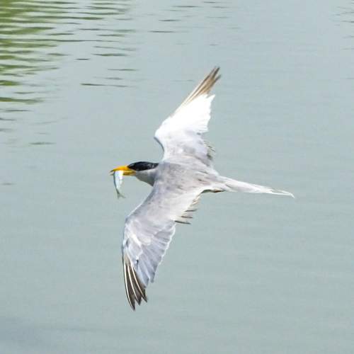 Photo #10917188