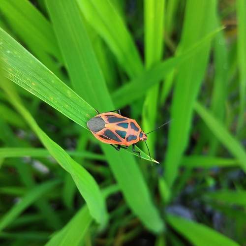 Photo #10917662