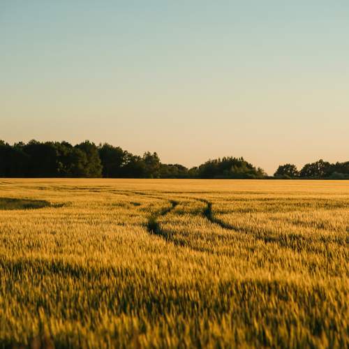 Photo #10917765