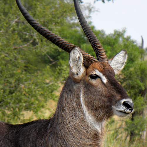 Photo #10917766