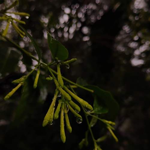 Droplets of introspection