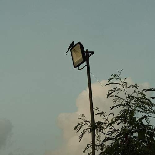 Lonely Bird