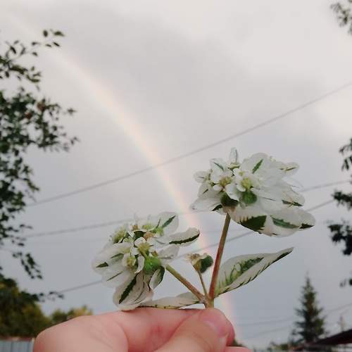 Photo #10918821