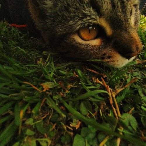Photo #10919204