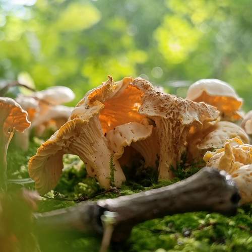 Photo #10919334