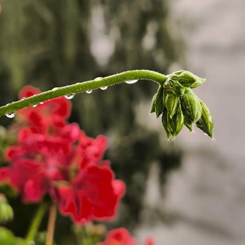 Photo #10919767