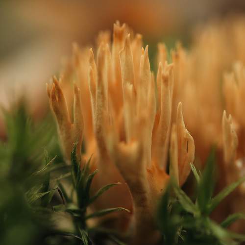 Photo #10920810