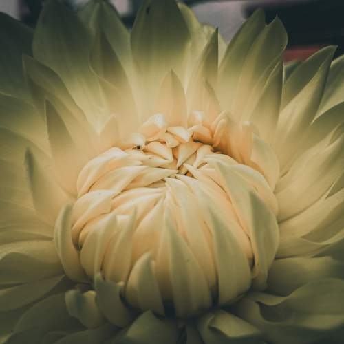 Photo #10921329