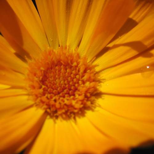 Photo #10921971