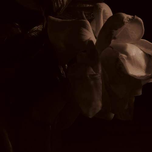 Photo #10922665