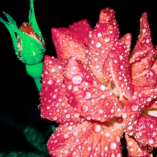 Photo #10923397