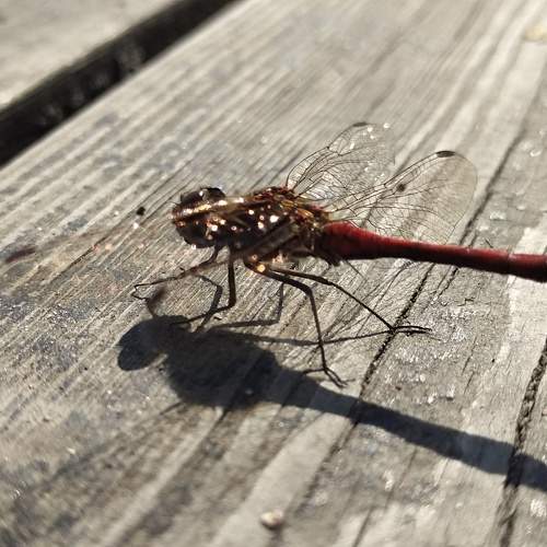 Photo #10923545