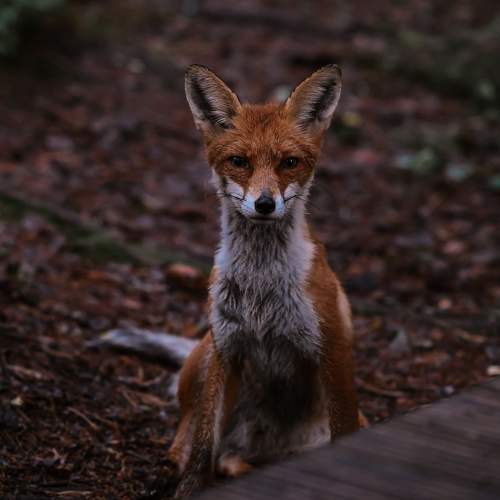 Photo #10923639