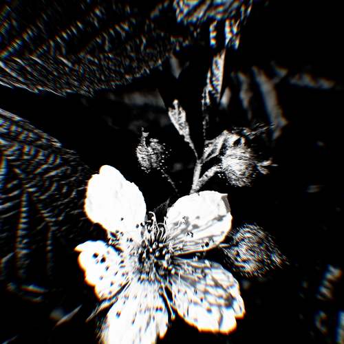 Photo #10924062