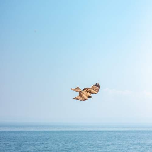 Photo #10925463