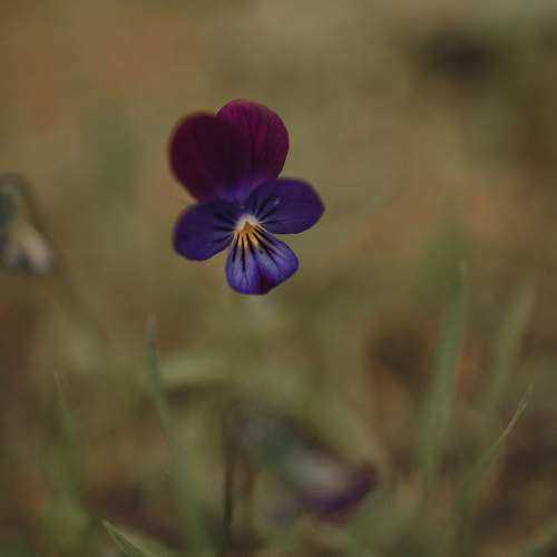 Photo #10925496