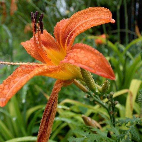 Photo #10926703