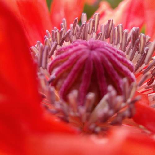 Photo #10927035